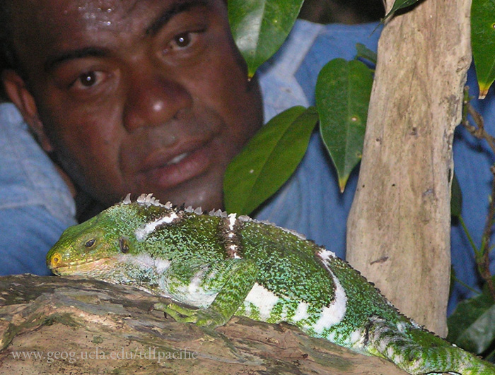 Fijian Crested Iguana